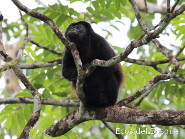 Alouatta palliata (Mono congo, mono aullador)