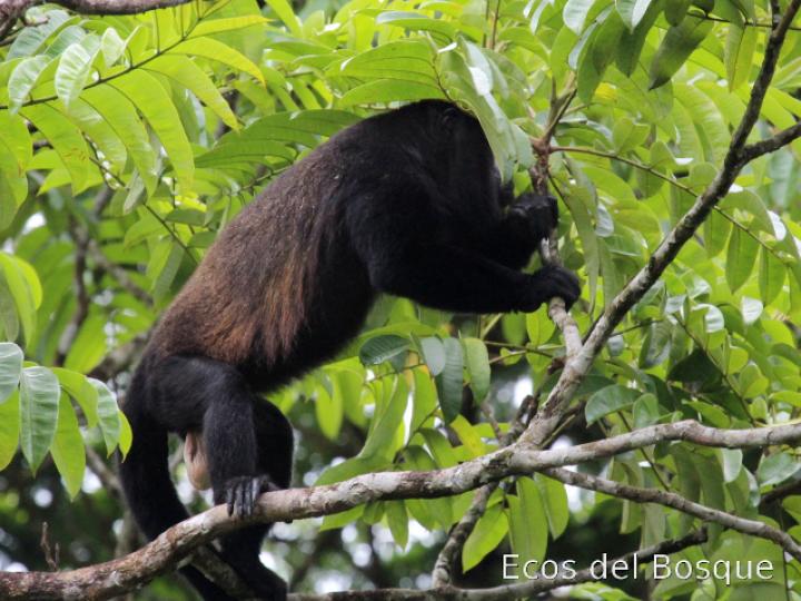 Alouatta palliata (Mono congo, mono aullador)