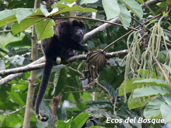 Alouatta palliata (Mono congo, mono aullador)