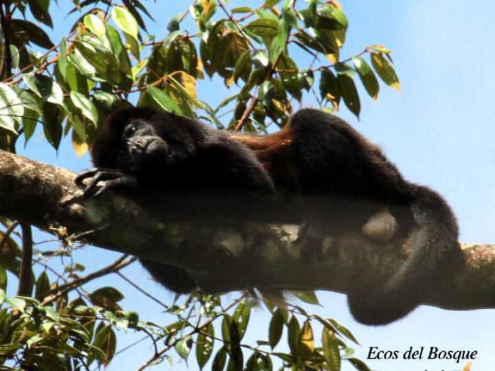 Alouatta palliata (Mono congo, mono aullador)