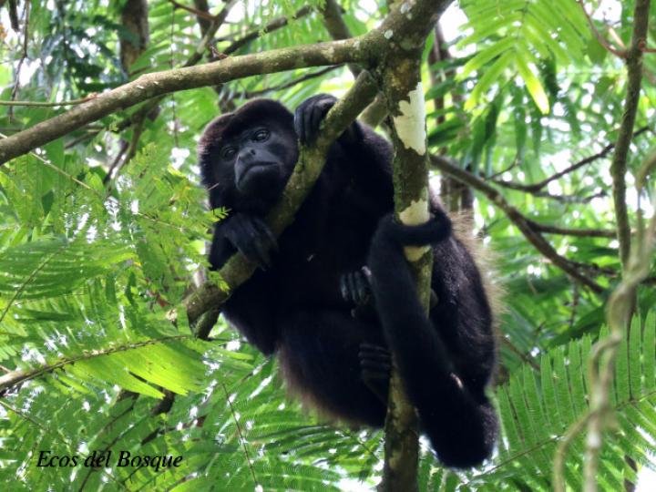 Alouatta palliata (Mono congo, mono aullador)