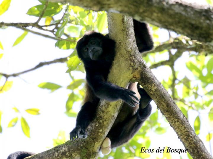Alouatta palliata (Mono congo, mono aullador)