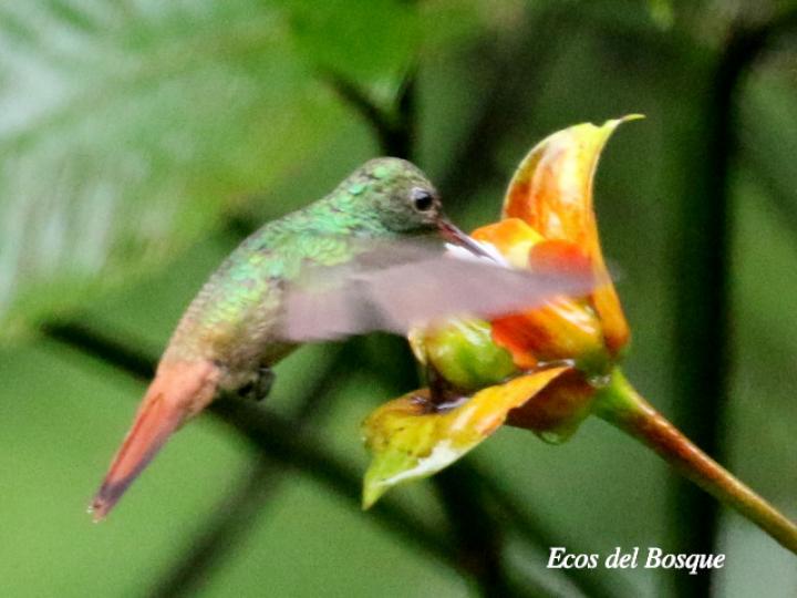 Amazilia tzacatl visitando flores de Psychotria elata