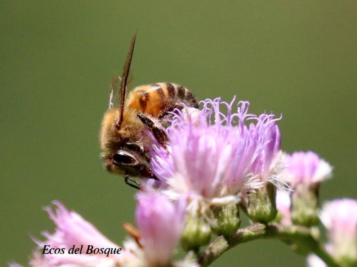 Apis mellifera en Eirmocephala brachiata