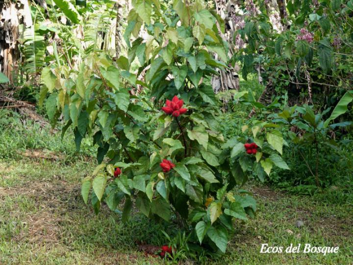 Bixa orellana (Achiote)