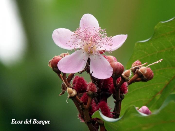Bixa orellana (Achiote)