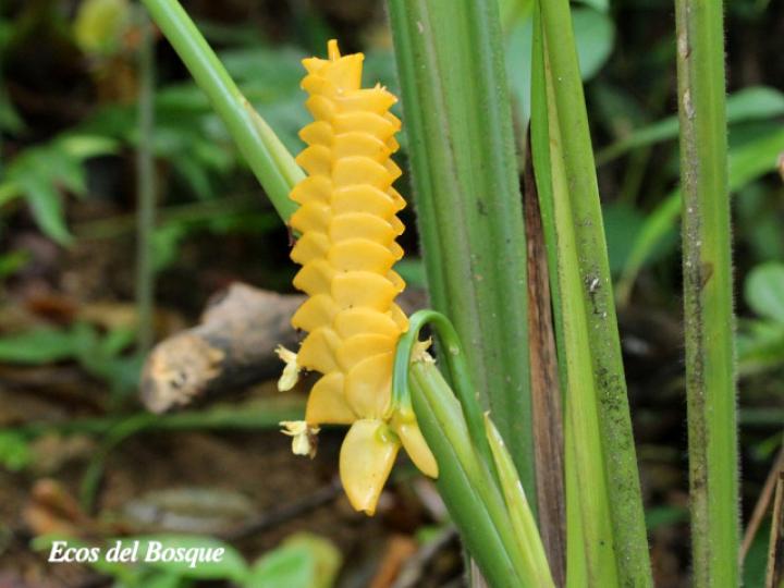 Calathea crotalifera (Bijagua)