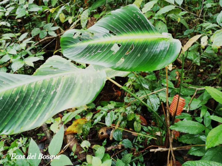 Calathea crotalifera (Bijagua)