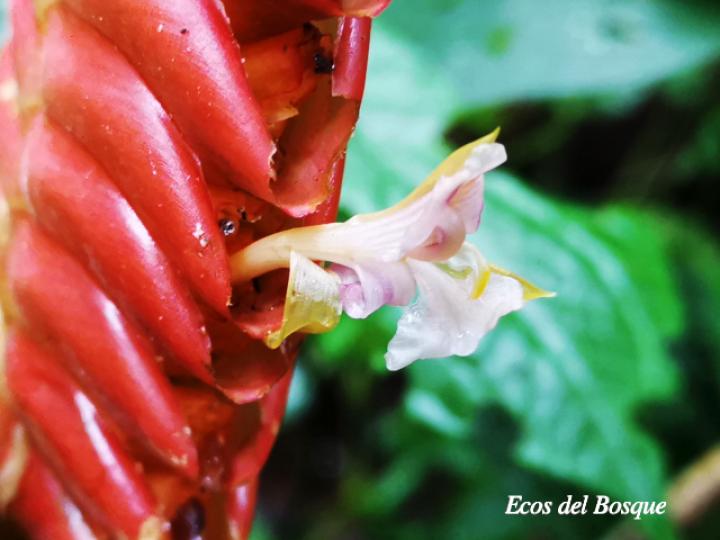 Calathea crotalifera | Ecos del Bosque