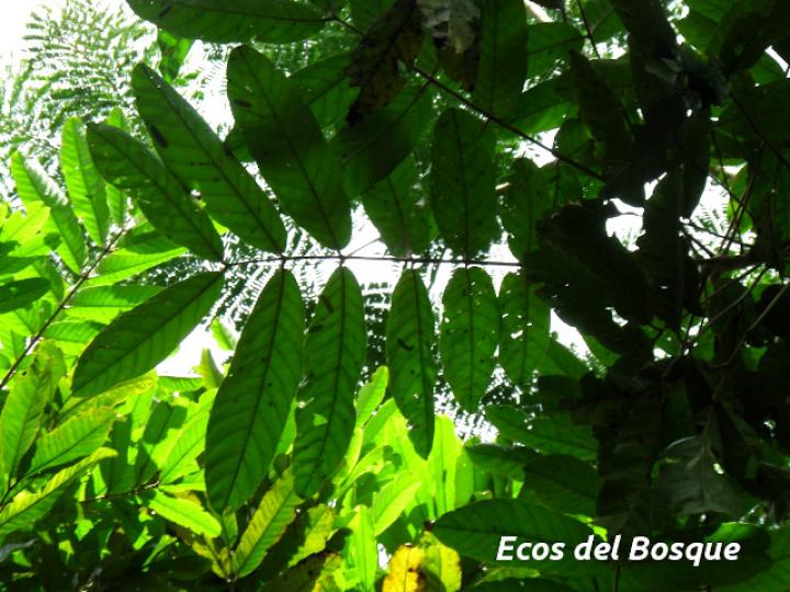 Carapa guianensis (Caobilla)