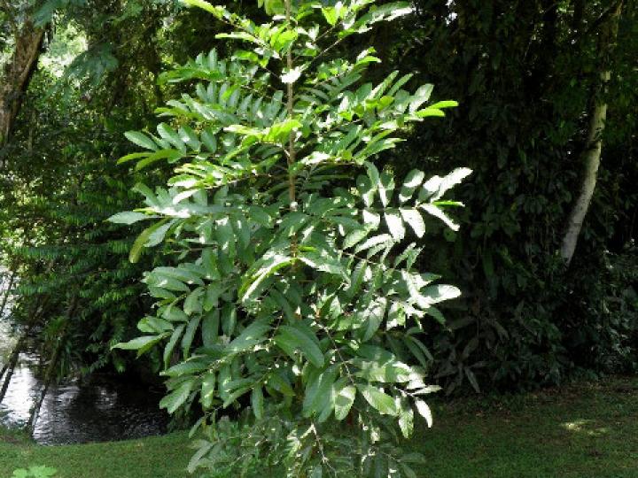 Carapa guianensis (Caobilla)