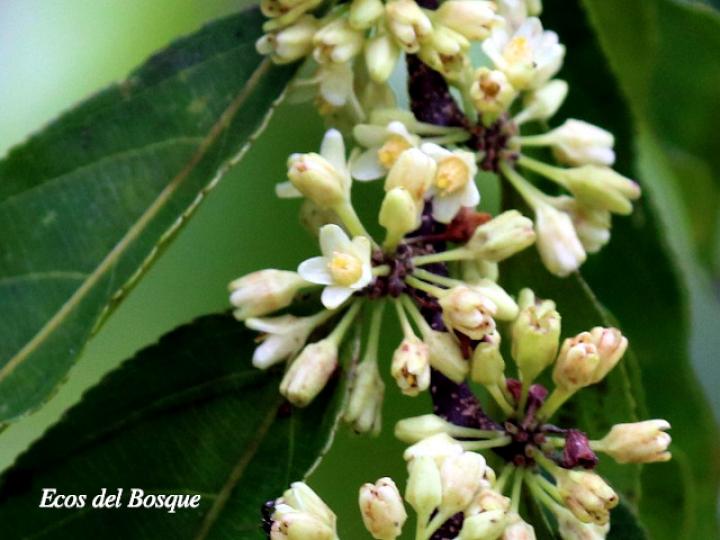 Casearia arborea (Manga larga blanco)