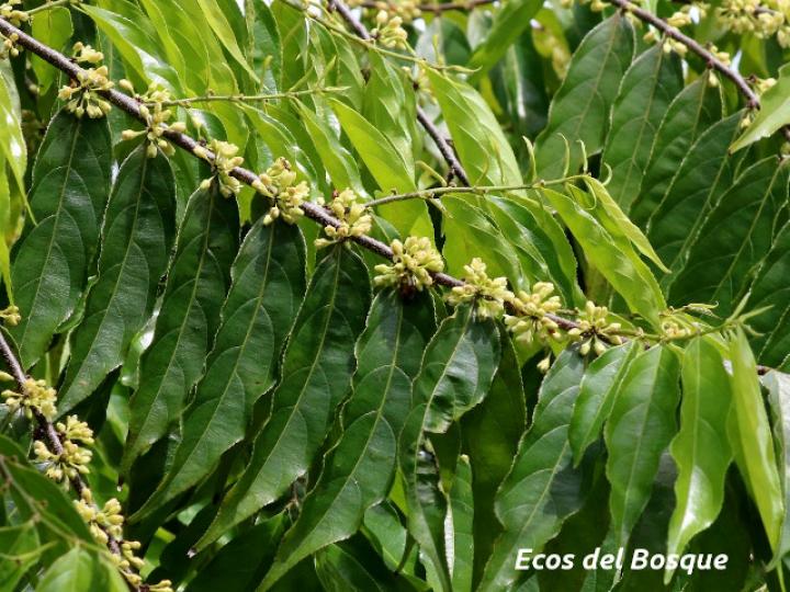 Casearia arborea (Manga larga blanco)