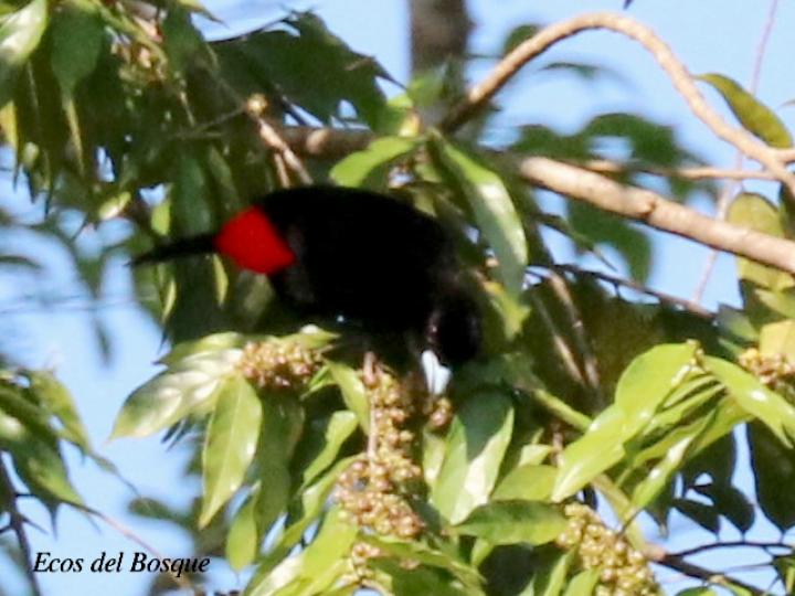 Sargento en Casearia arborea