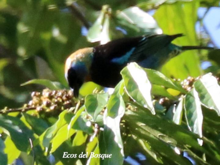 Siete colores en Casearia arborea