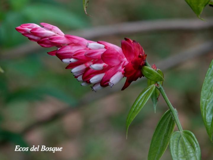 Cavendishia callista