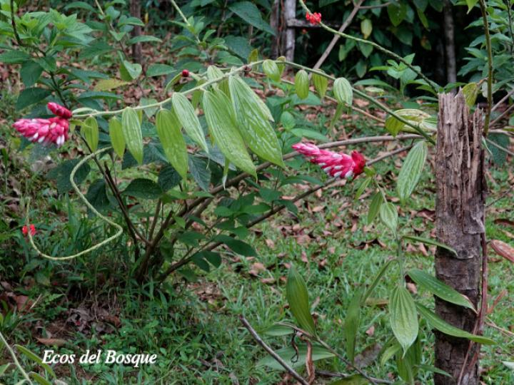 Cavendishia callista