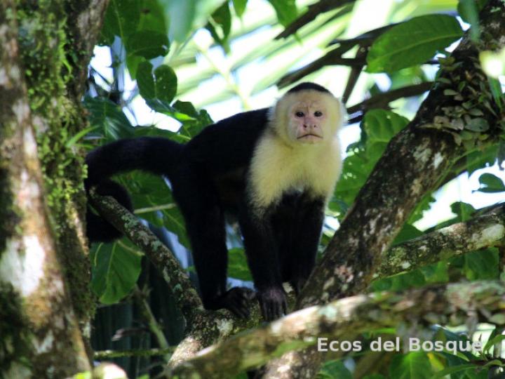 Cebus capucinus (Mono cariblanco)