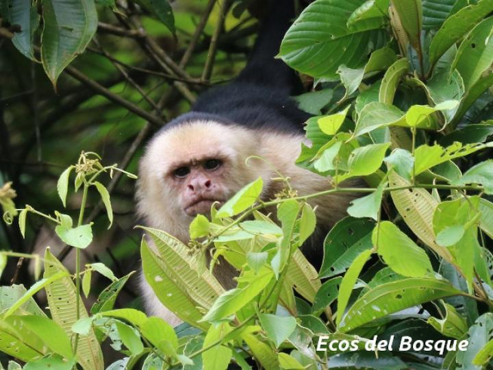 Cebus capucinus (Mono cariblanco)