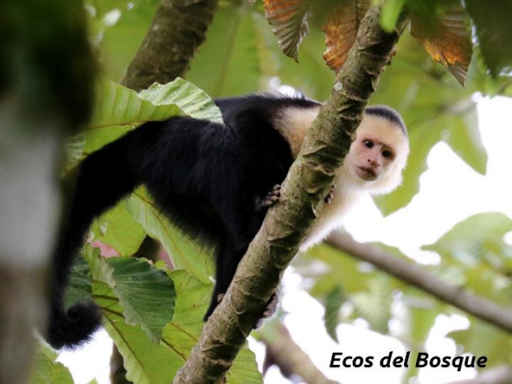 Cebus capucinus (Mono cariblanco)