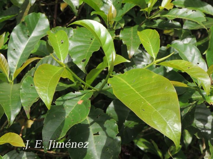 Chimarrhis parviflora (Yema de huevo)