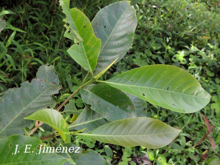 Chimarrhis parviflora (Yema de huevo)