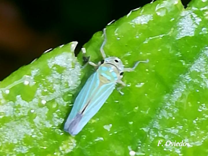 Chlorogonalia coeruleovittata
