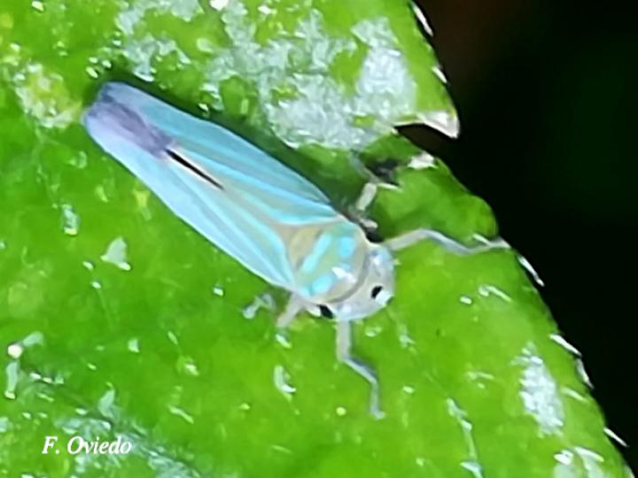 Chlorogonalia coeruleovittata