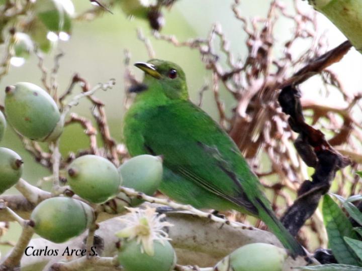 Chlorophanes spiza (Mielero verde)