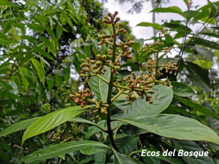 Chrysochlamys nicaraguensis