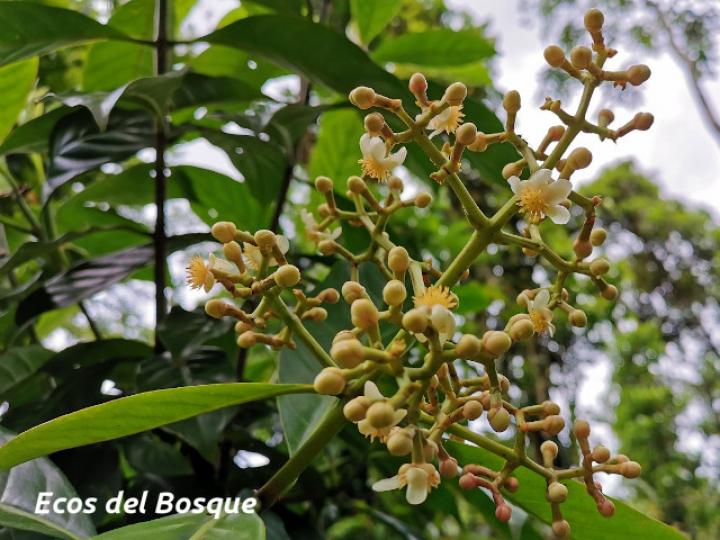 Chrysochlamys nicaraguensis