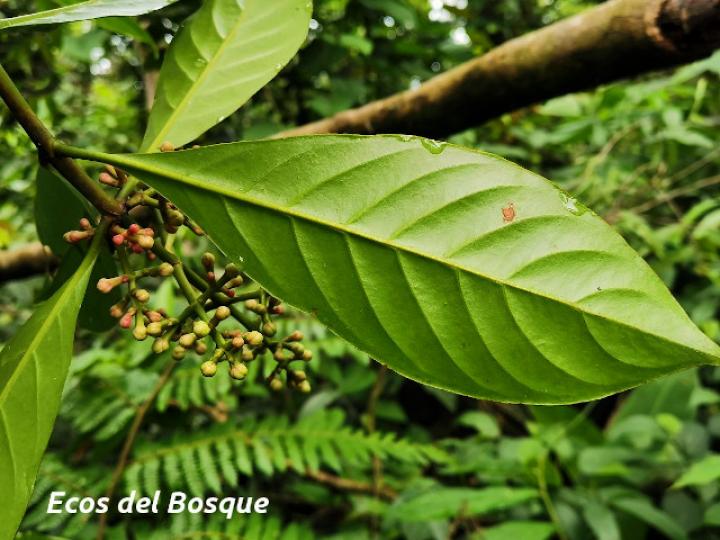 Chrysochlamys nicaraguensis