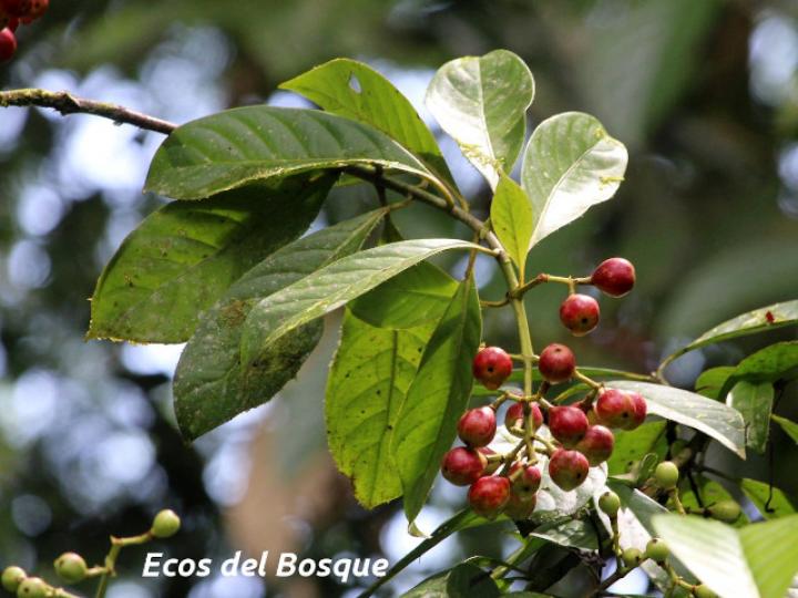 Chrysochlamys nicaraguensis