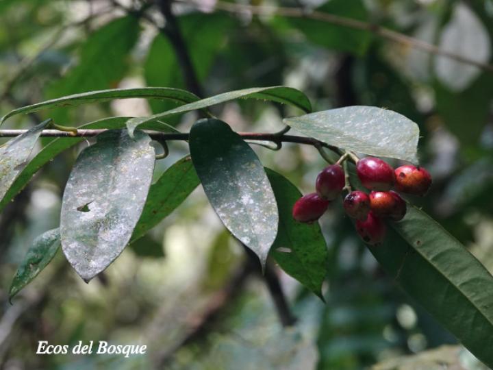 Chrysochlamys nicaraguensis