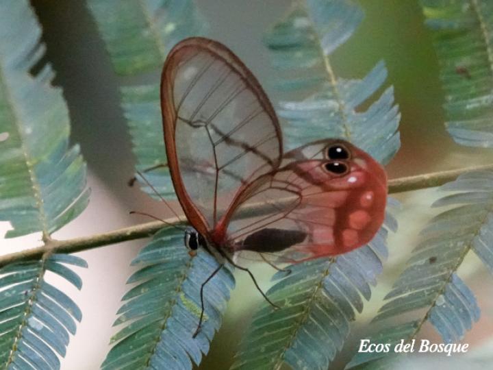 Cithaerias pireta pireta (Fantasma ruborizado)
