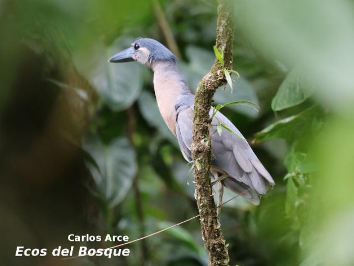 Coclearius coclearius (Chocuaco)