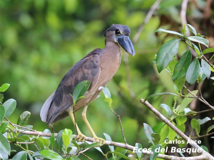 Coclearius coclearius (Chocuaco)