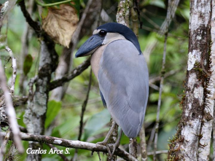 Coclearius coclearius (Chocuaco)