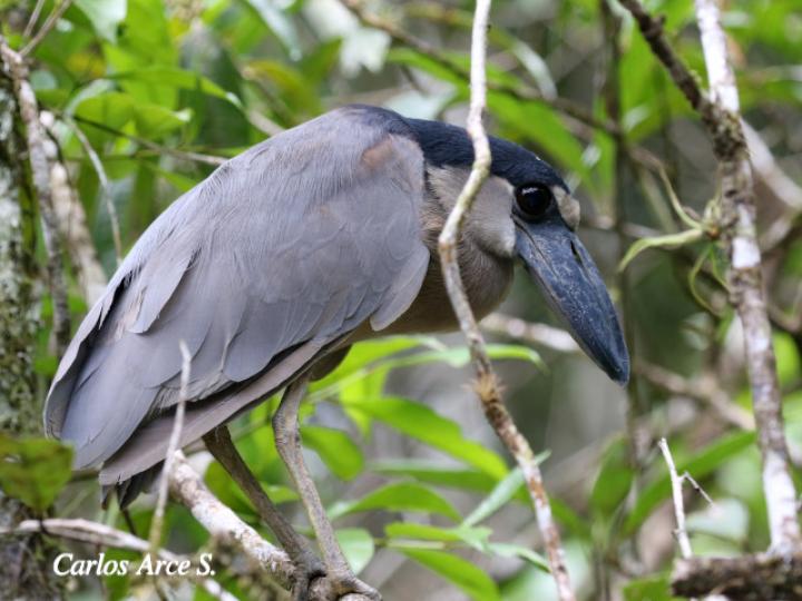 Coclearius coclearius (Chocuaco)
