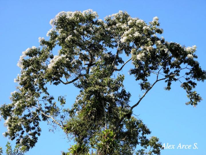 Cordia alliodora (Laurel)