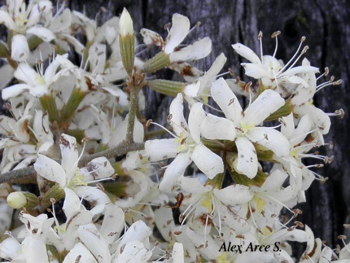 Cordia alliodora (Laurel)