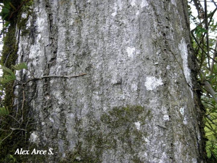 Cordia alliodora (Laurel)