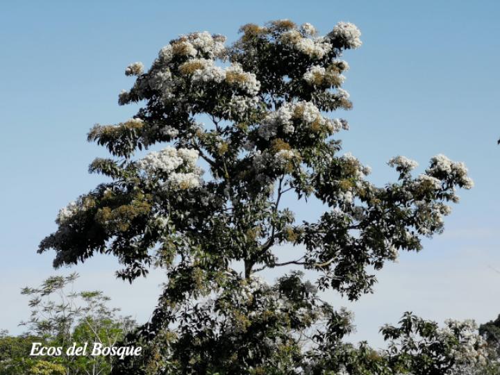 Cordia alliodora (Laurel)