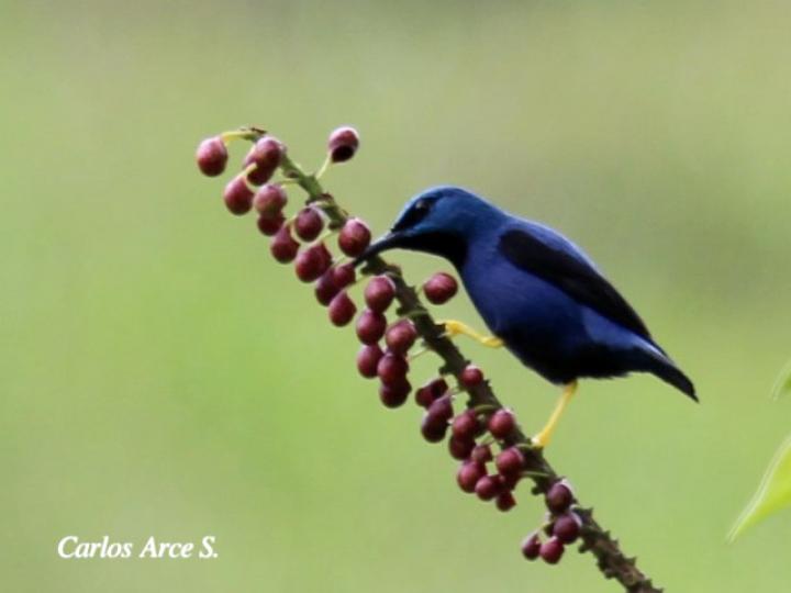 Cyanerpes lucidus (Picudo patiamarillo)