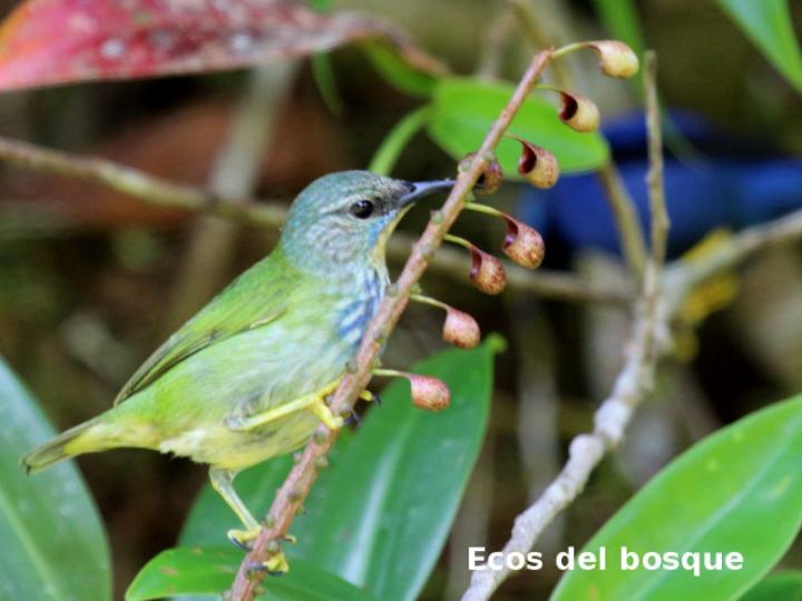 Cyanerpes lucidus (Picudo patiamarillo)