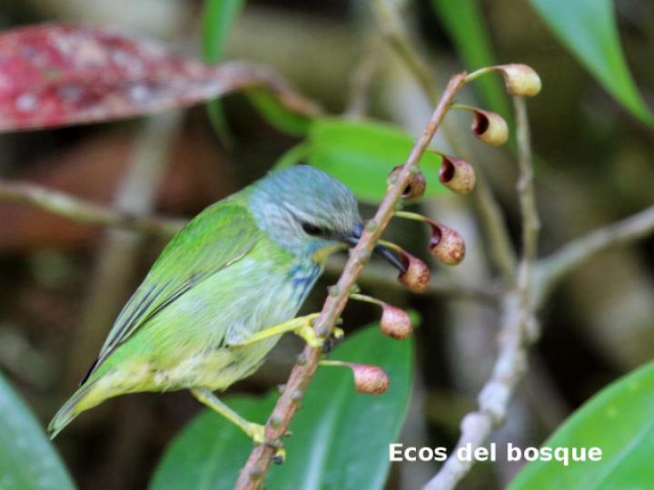 Cyanerpes lucidus (Picudo patiamarillo)