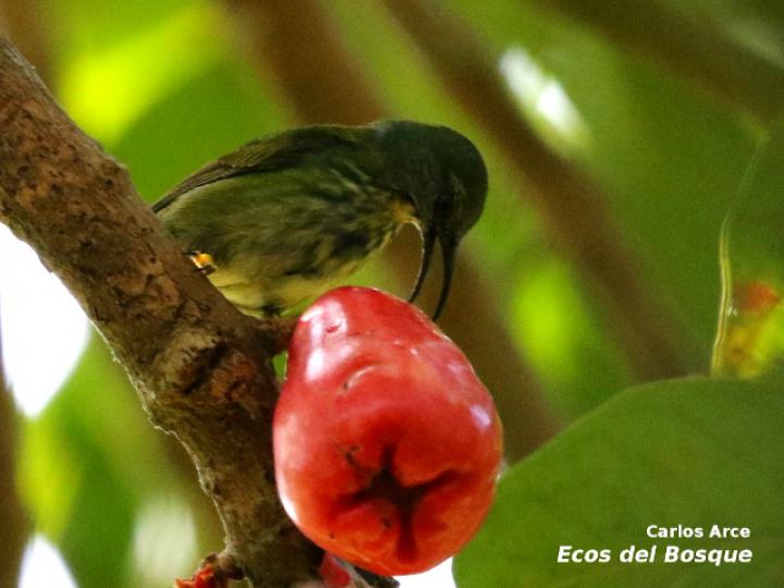 Cyanerpes lucidus (Picudo patiamarillo)