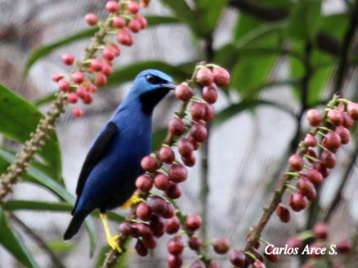 Cyanerpes lucidus (Picudo patiamarillo)