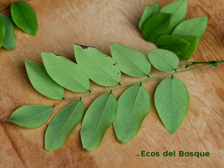 Dalbergia retusa (Cocobolo)