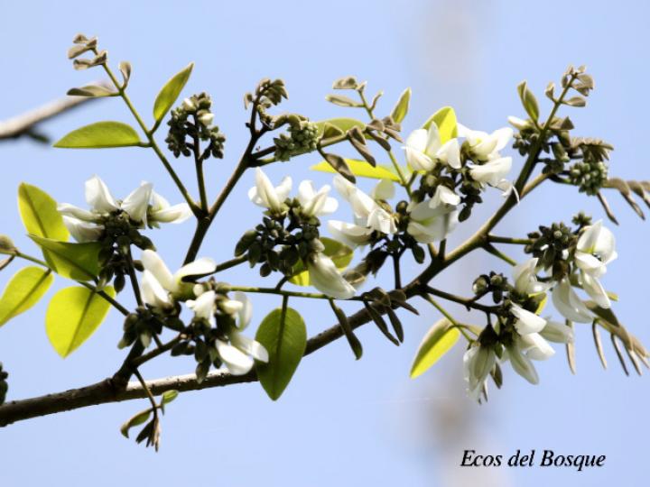 Dalbergia retusa (Cocobolo)